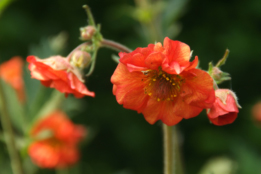 Geum chiloense 'Mrs. Bradshaw' bestellen